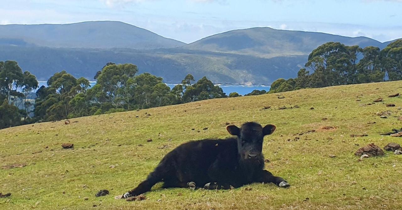Ruby'S Cottage Farm Stay Port Arthur Bagian luar foto