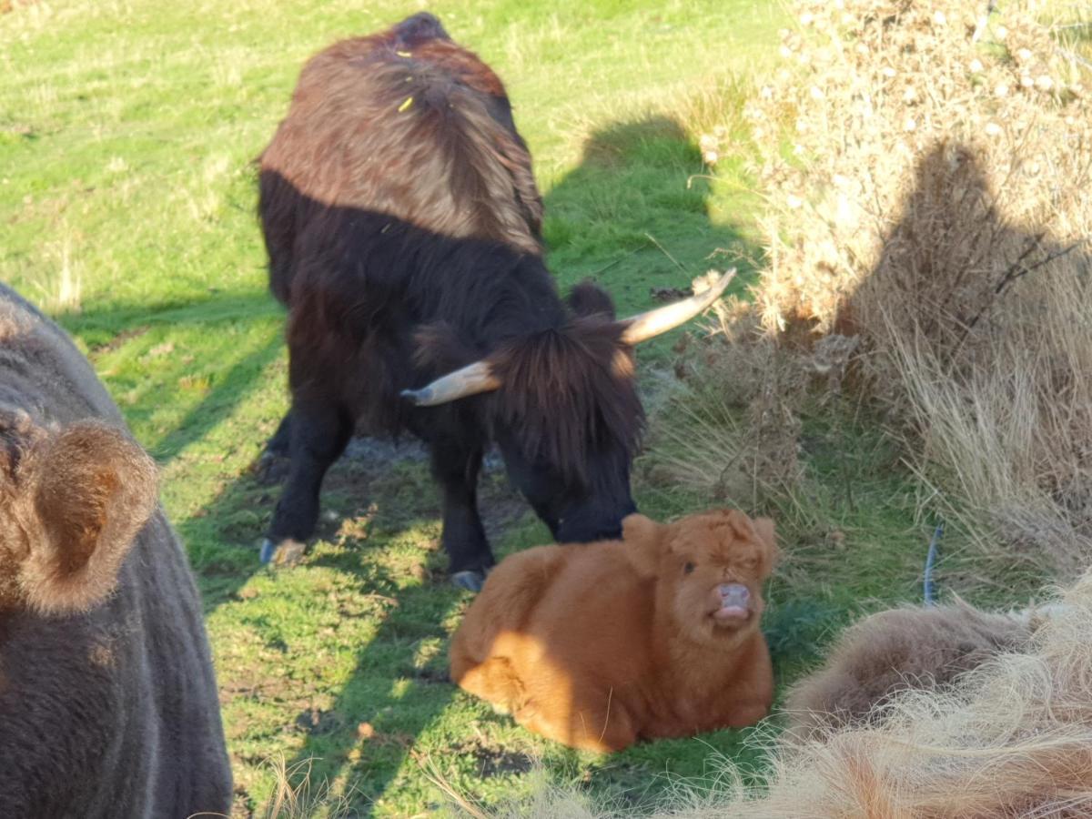 Ruby'S Cottage Farm Stay Port Arthur Bagian luar foto